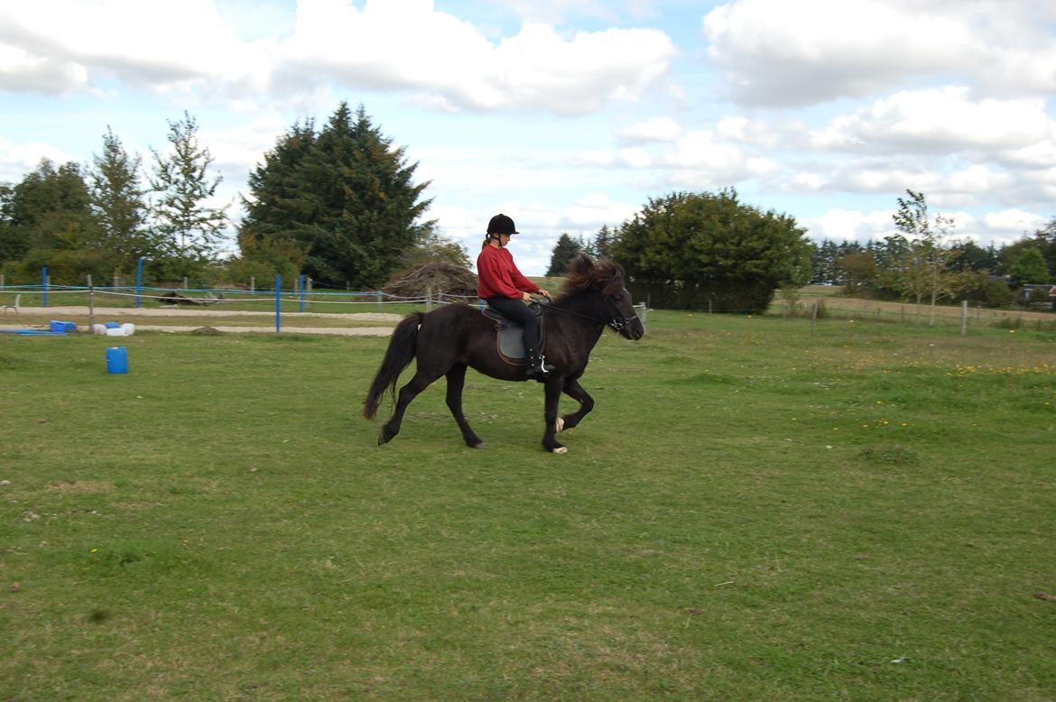 Islænder Visna fra Søborg<3 billede 2