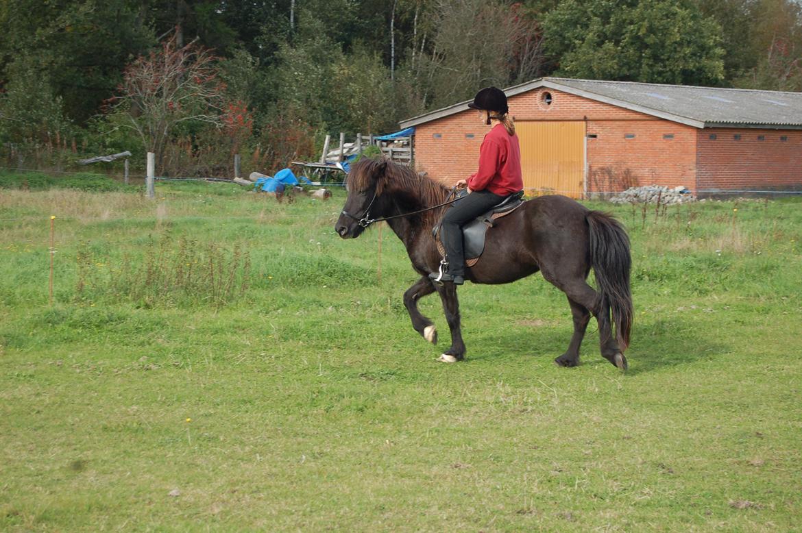 Islænder Visna fra Søborg<3 billede 8