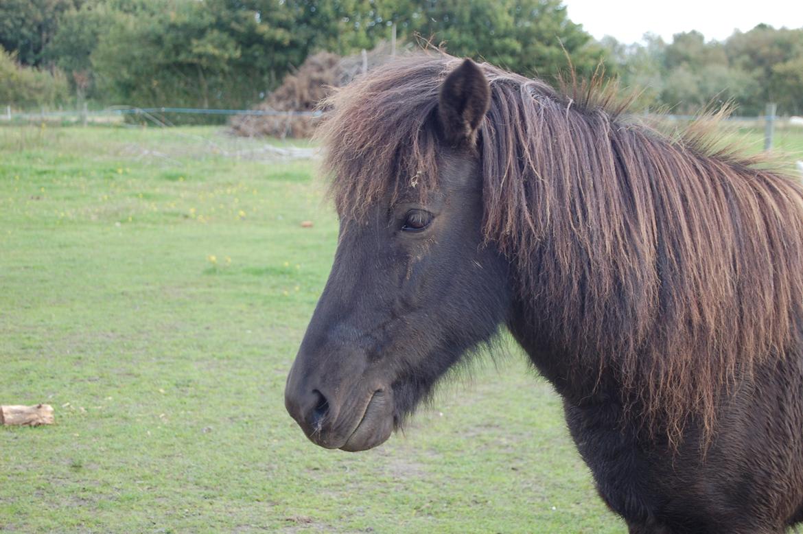 Islænder Visna fra Søborg<3 billede 15