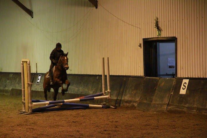 Anden særlig race Shorty - Første gang jeg springer på ham<3 - ja, jeg syntes det var højt :-) billede 6