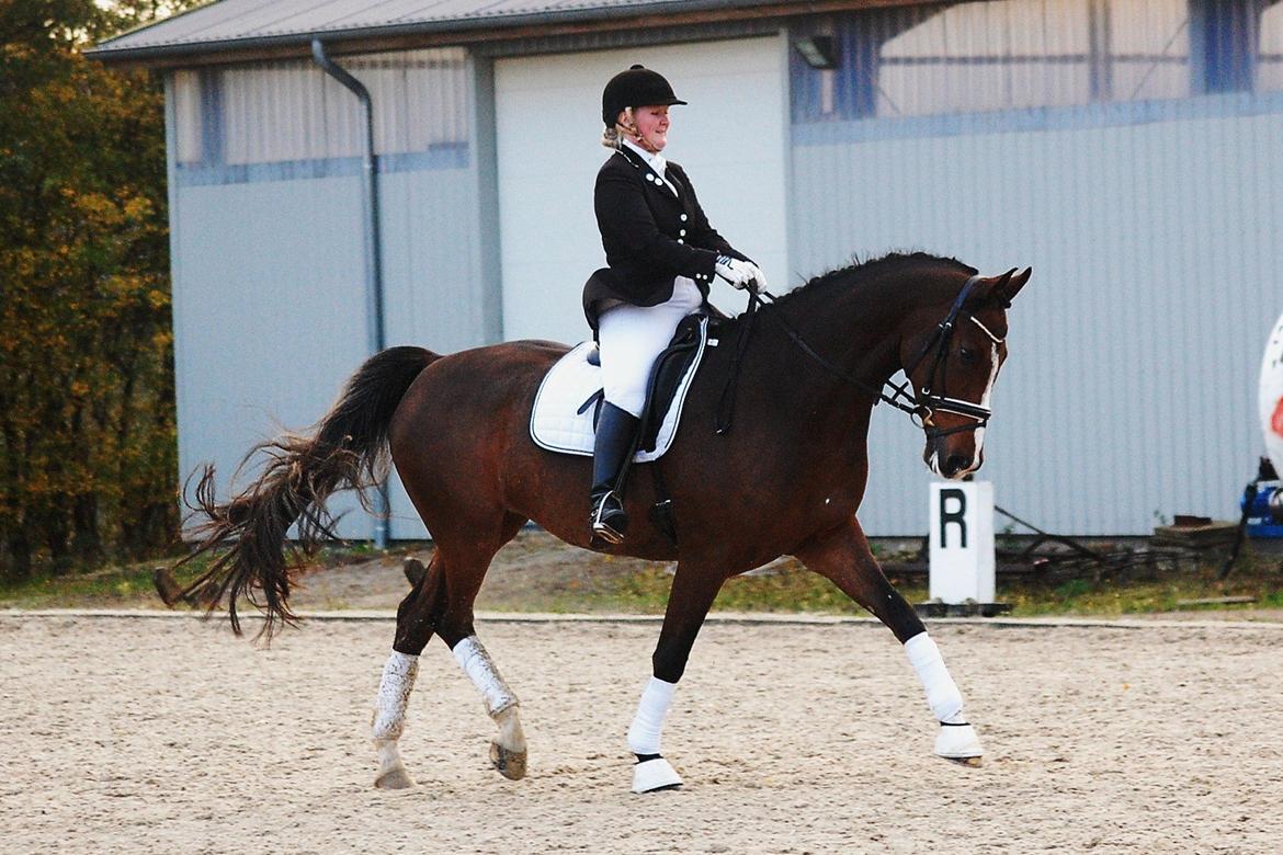 Dansk Varmblod Amour´s Don Cacier billede 10