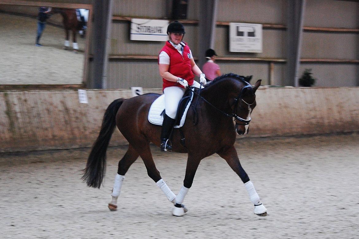 Dansk Varmblod Amour´s Don Cacier billede 36