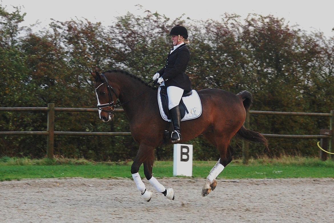 Dansk Varmblod Amour´s Don Cacier billede 43