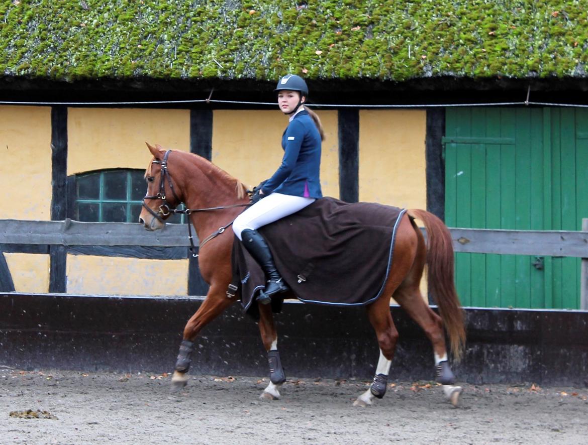 DSP Lintrupgaard Cavito billede 14