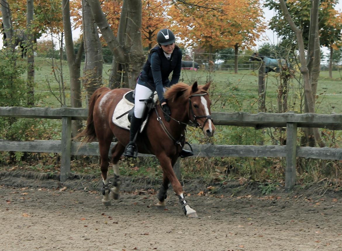 DSP Lintrupgaard Cavito billede 18