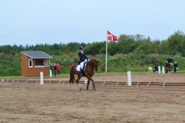 Dansk Varmblod Royal Schufro (B-hest) - Distriktsstævne i Guldager 2013 billede 23