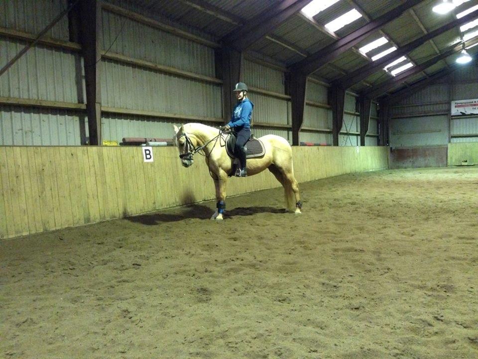 Palomino |  Citta <3 billede 20