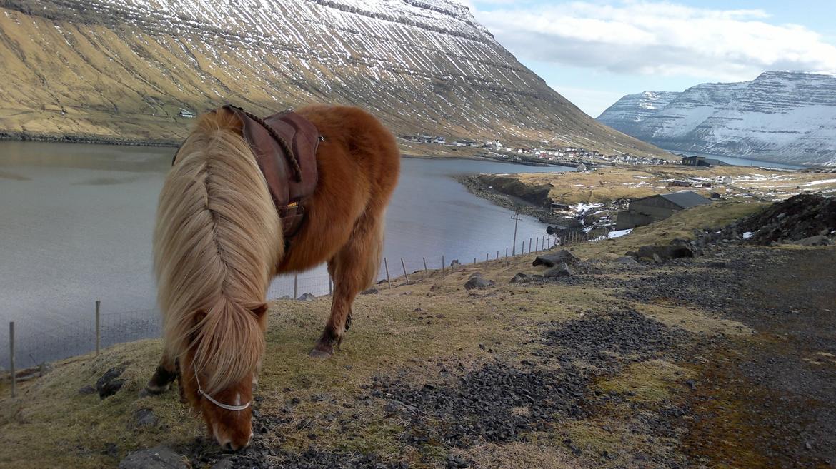 Færøsk hest Lý *ifol* ((((: - Med på træktur i det dejlige vejr (o: | Mars 2013 billede 9