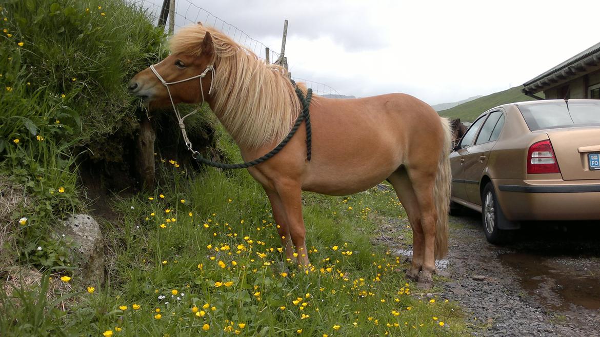 Færøsk hest Lý *ifol* ((((: - Velkommen til Lý's profil (o: | Juni 2013 billede 1