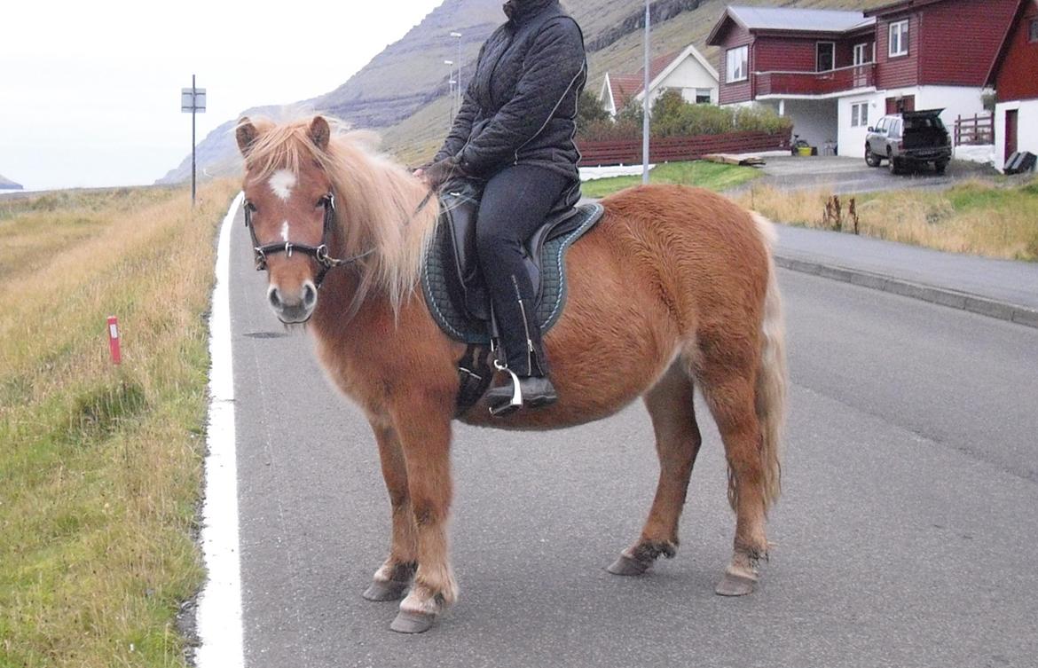 Færøsk hest Lý *ifol* ((((: - Så begynder man så smådt at være ryttervant (o: | Okt. 2013 billede 2