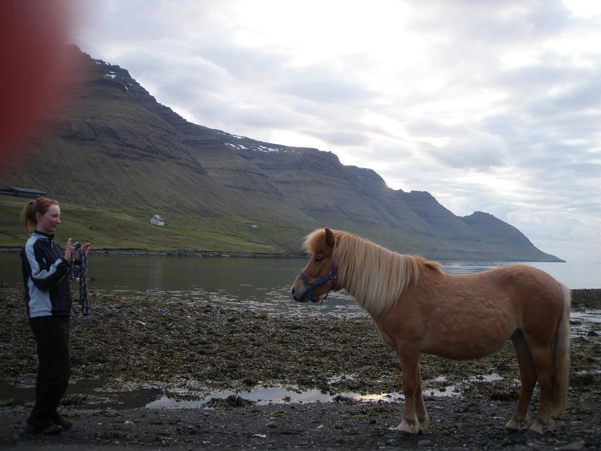 Færøsk hest Lý *ifol* ((((: - Stå | Juni 2013 billede 13