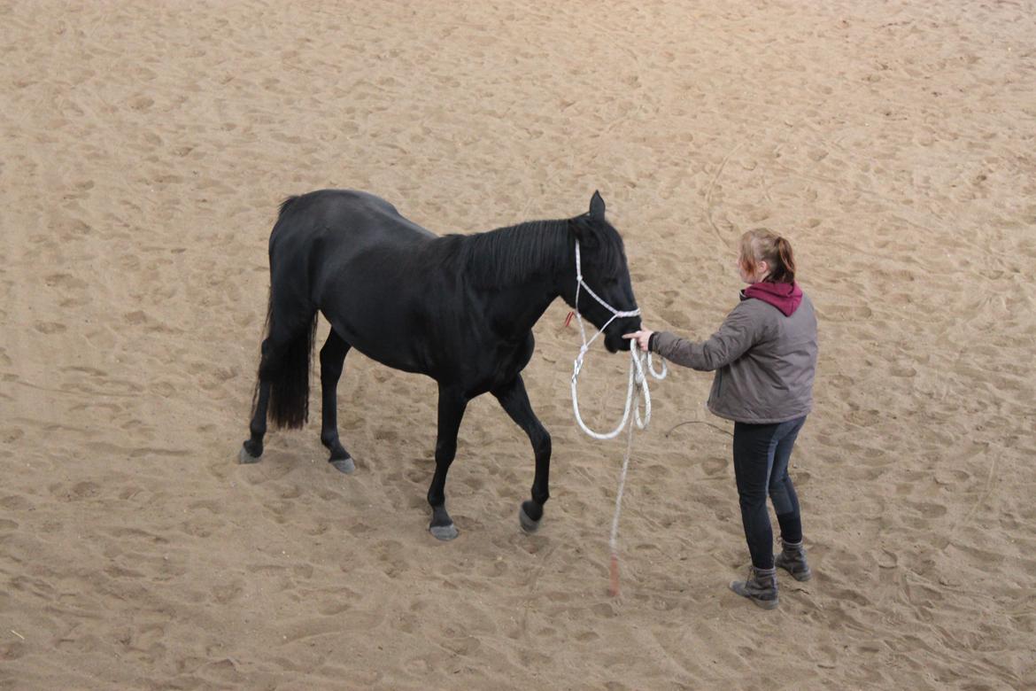 DSP Fiona - Fra horsemanship kursus på Alhambra billede 3