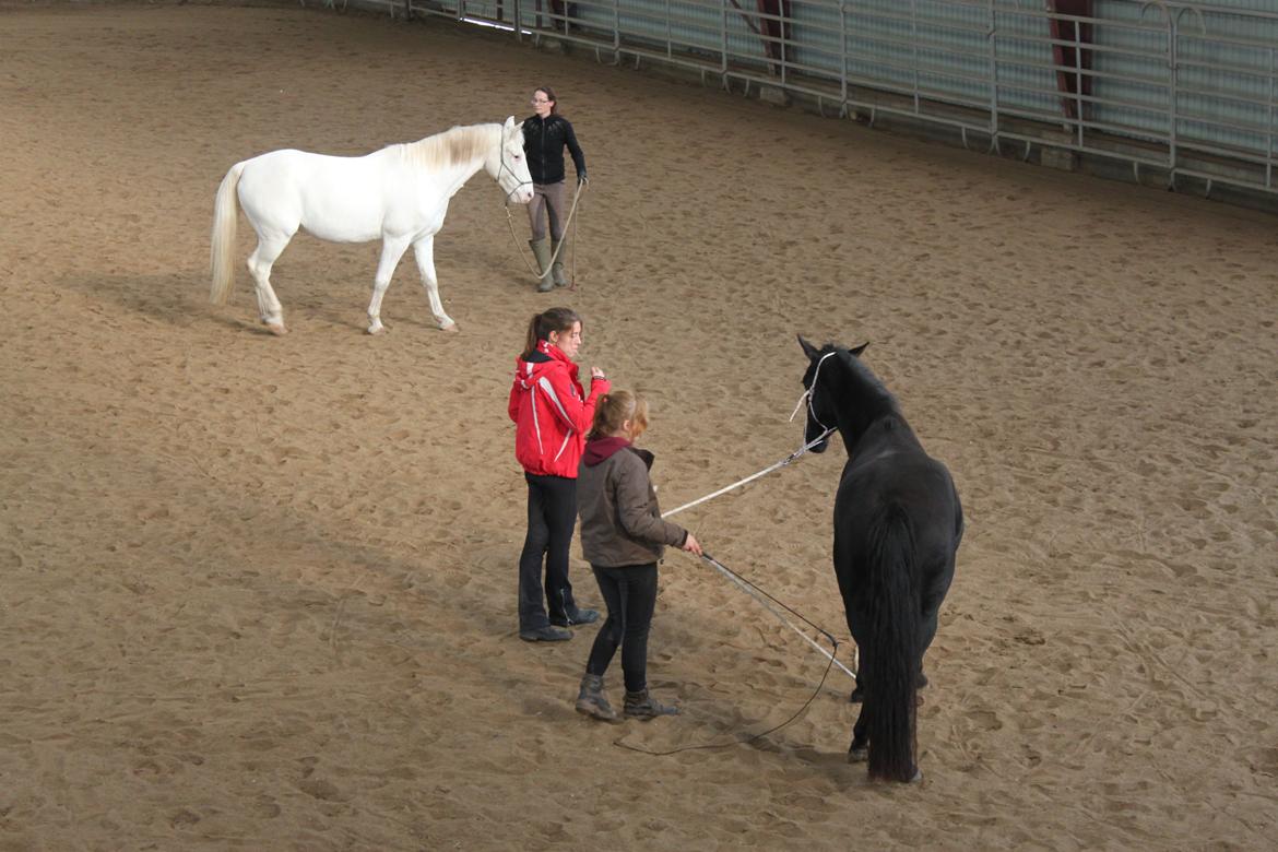 DSP Fiona - Horsemanship kursus billede 21