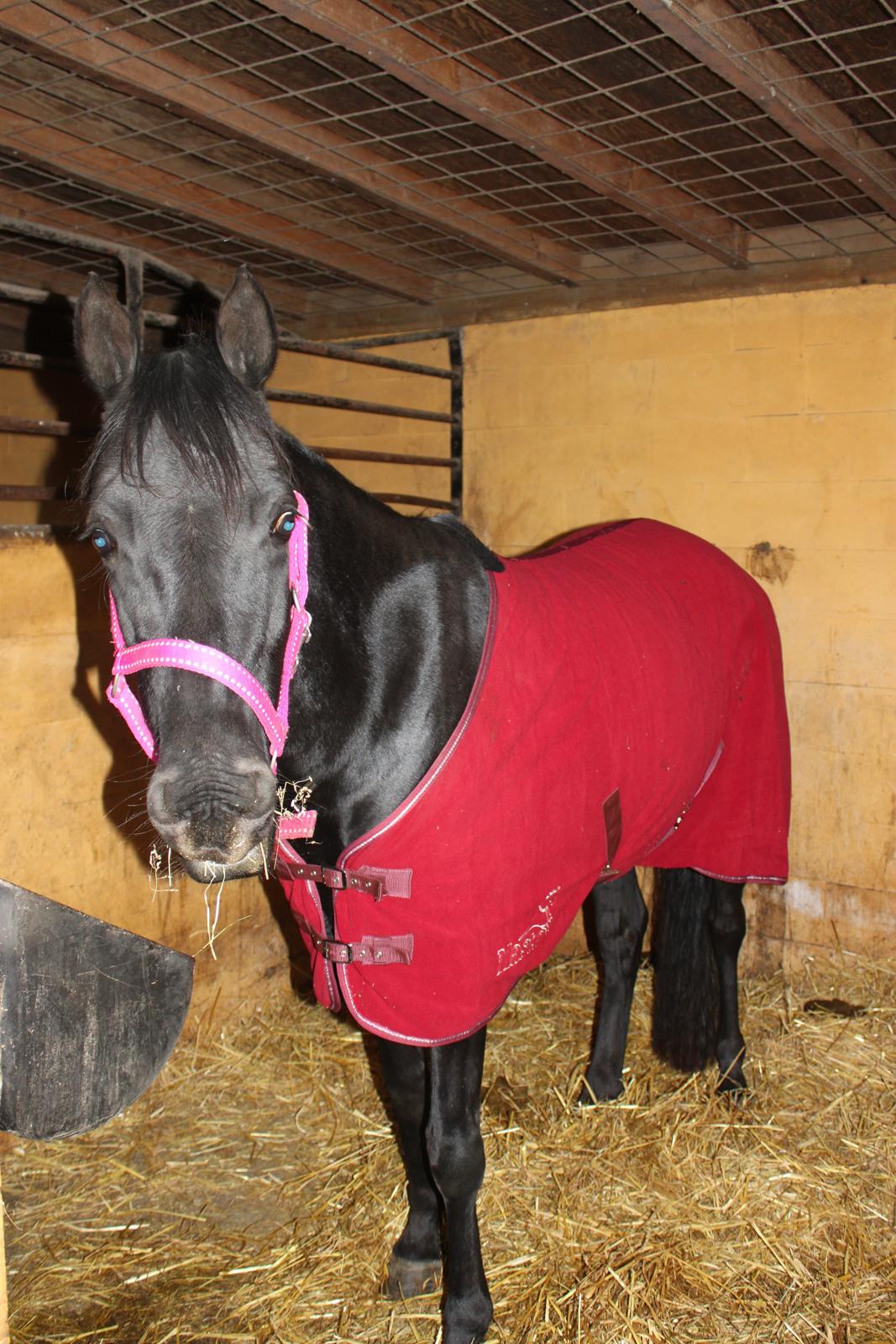 DSP Fiona billede 34