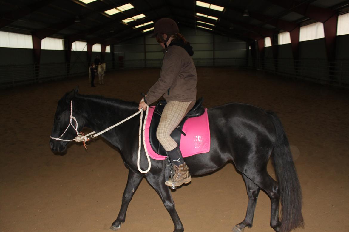 DSP Fiona - Horsemanship kursus, hun kan rides bare i rebgrime billede 4