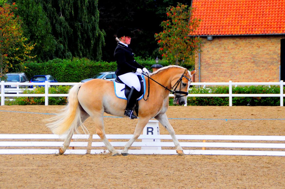 Haflinger Artist Junior billede 21