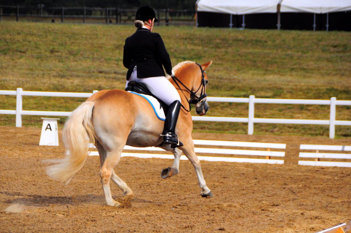 Haflinger Artist Junior billede 23