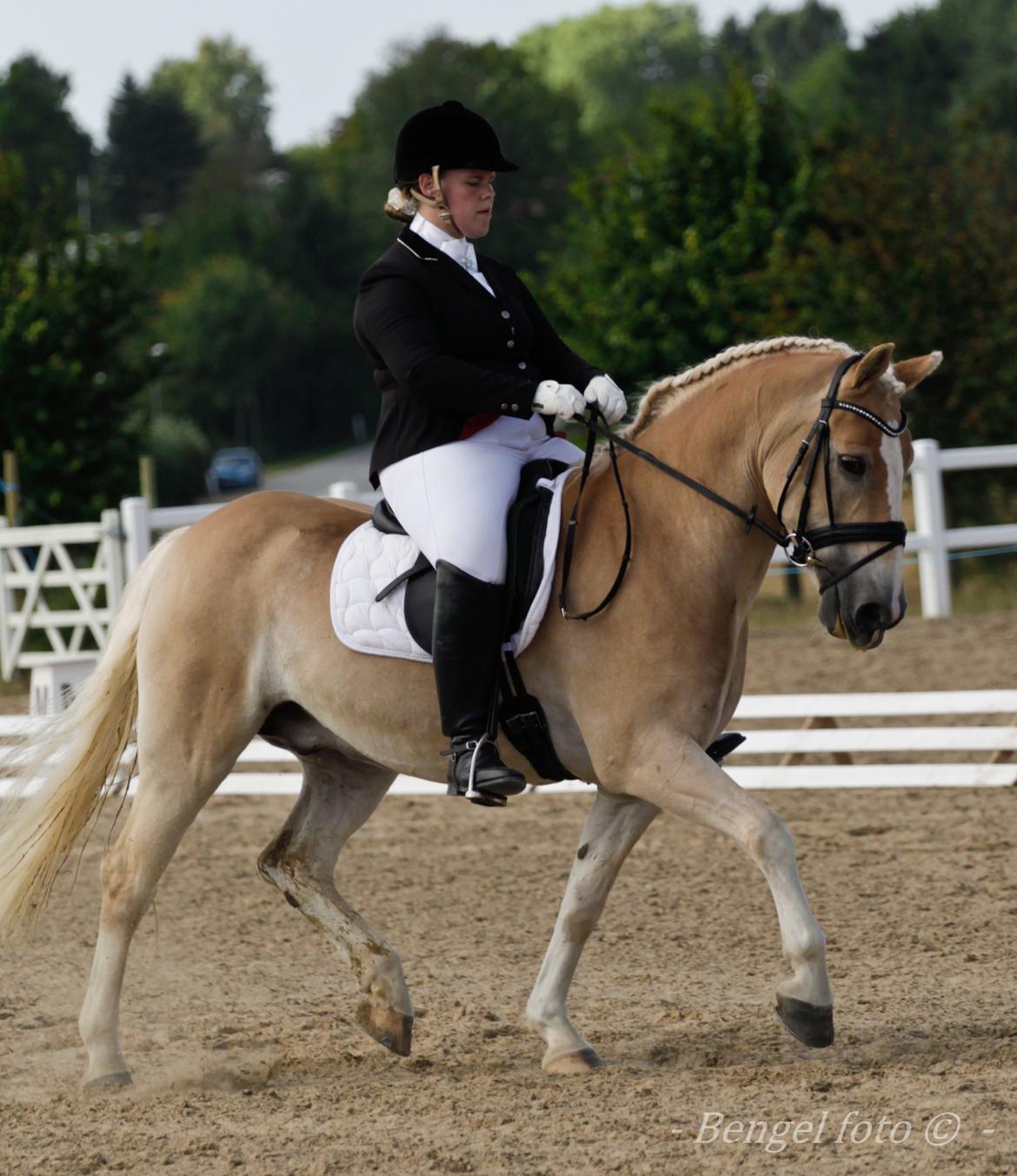 Haflinger Artist Junior billede 24