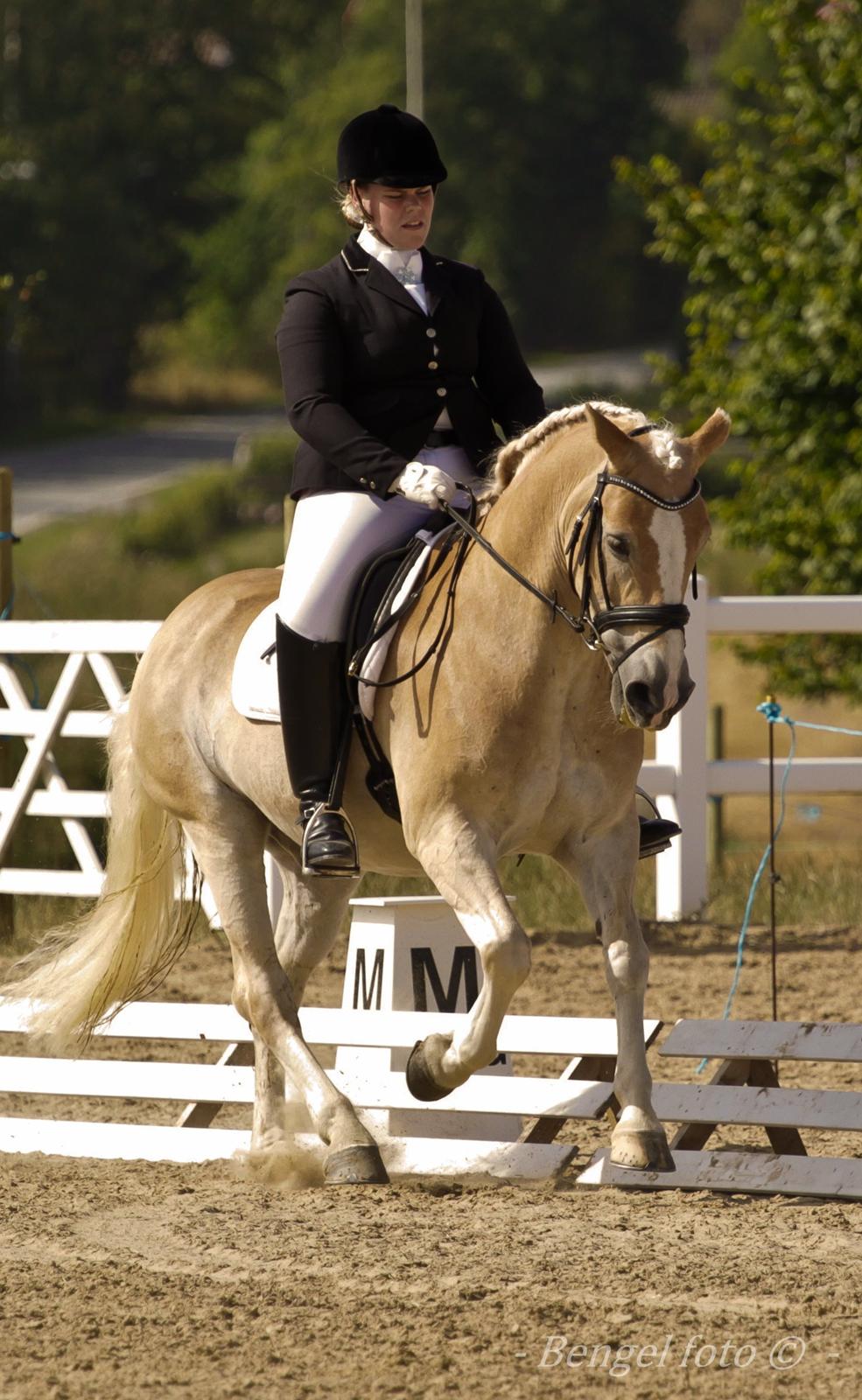 Haflinger Artist Junior billede 25