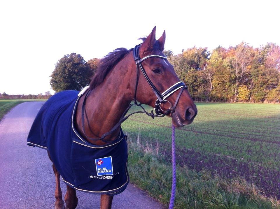 Holstener Calitas billede 3