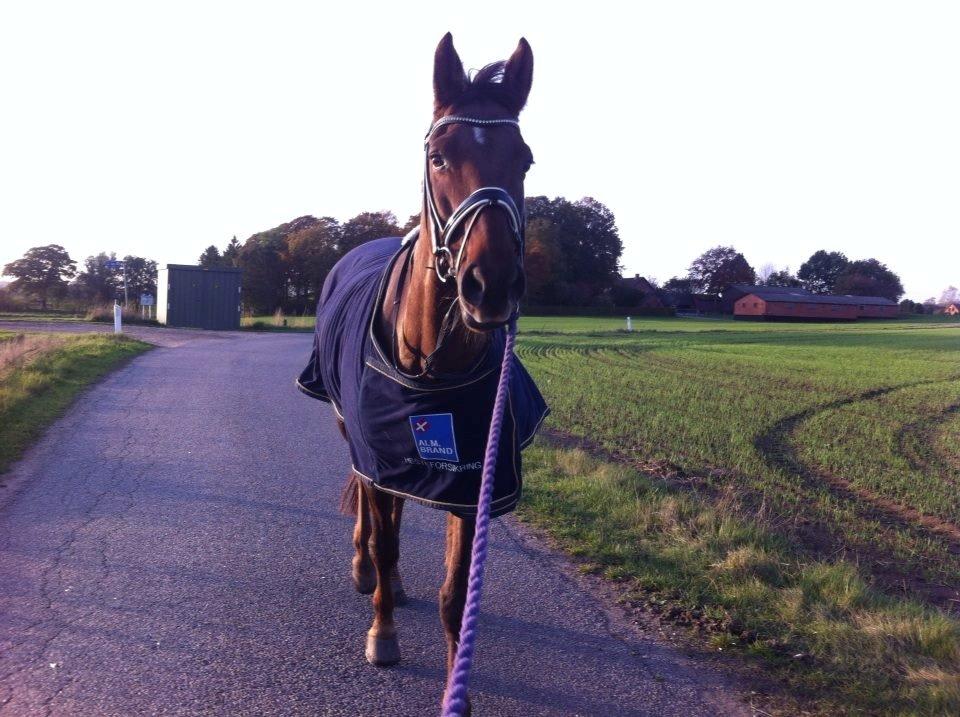 Holstener Calitas billede 7