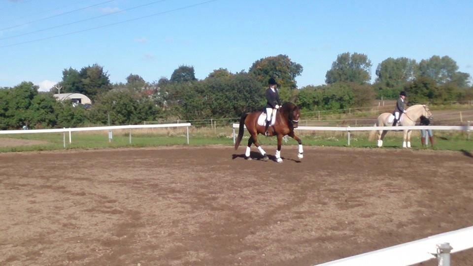 Dansk Varmblod Rosengaards Hugo Boss - *NYT* Stævne d.28/9-13 <3 billede 6
