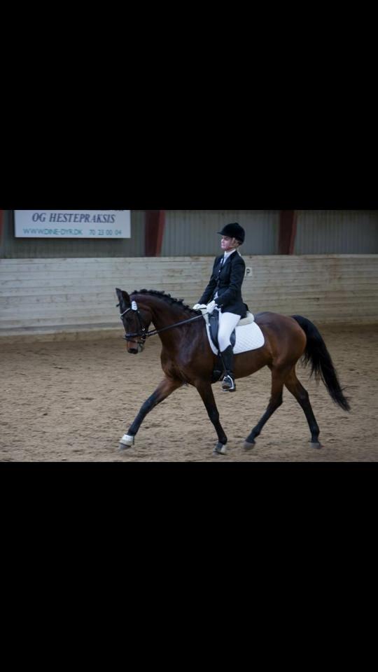 Dansk Varmblod Ellegaards Atea - Stævne i ÅSRK oktober 2013. billede 13