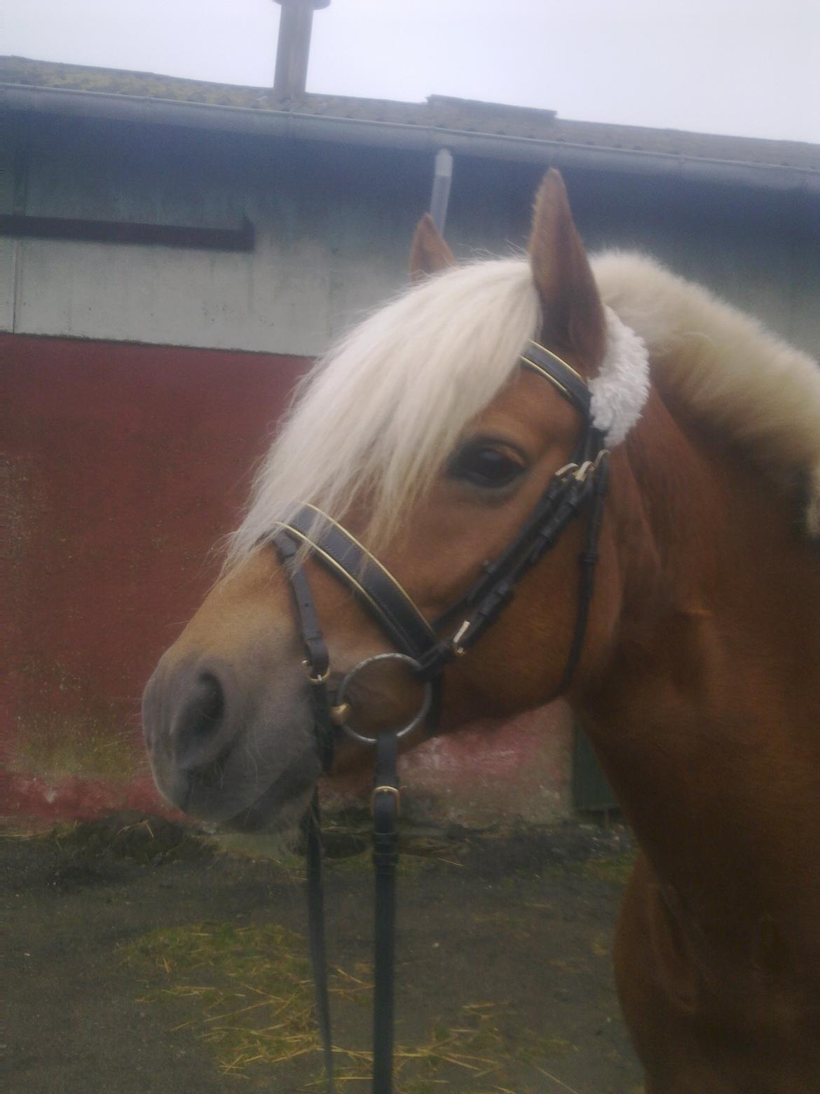 Haflinger Senna Rørmosegård - Opmærksom dame :) billede 1