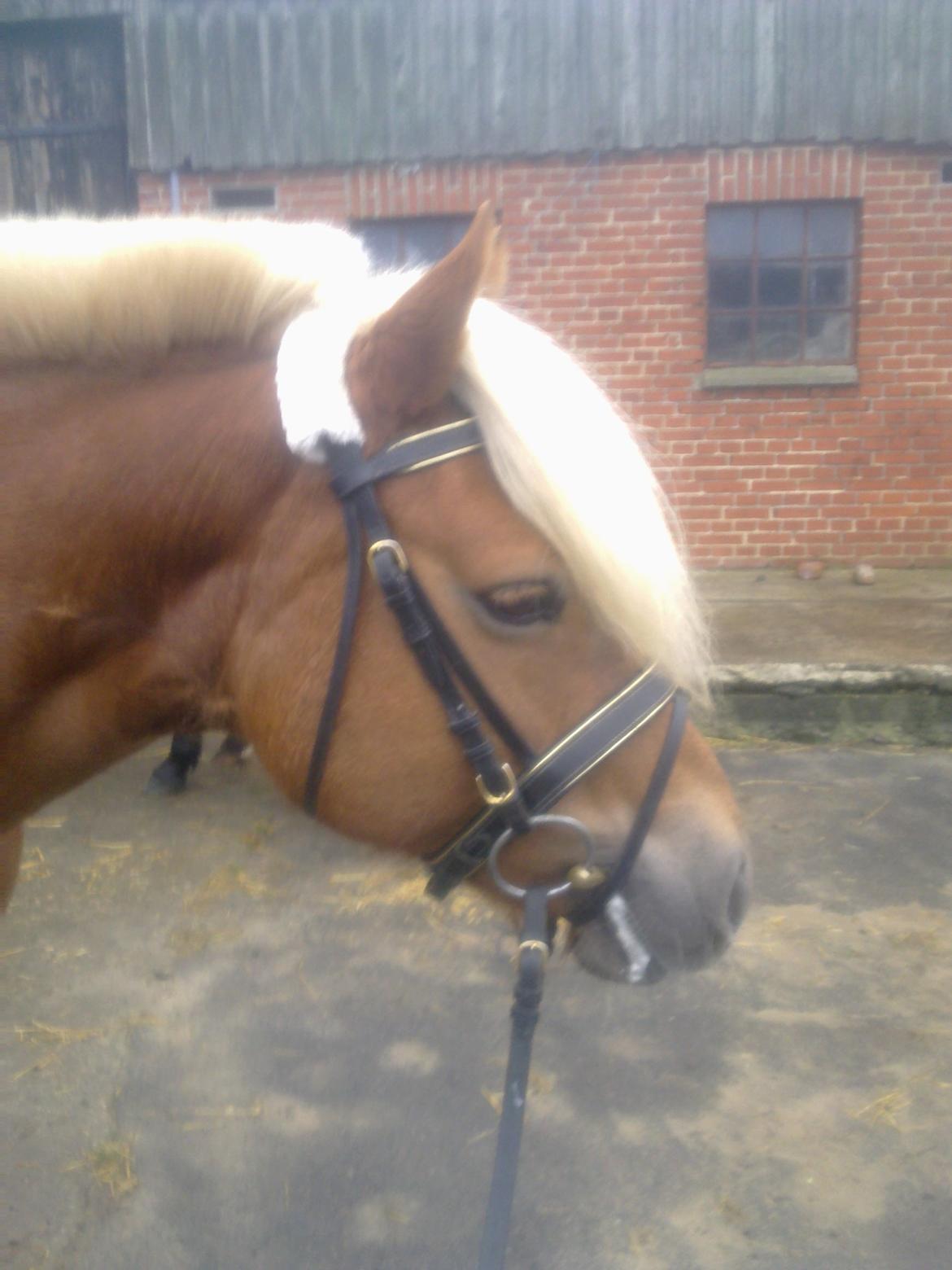 Haflinger Senna Rørmosegård - Har kun haft hende i få dage på dette foto.. billede 2