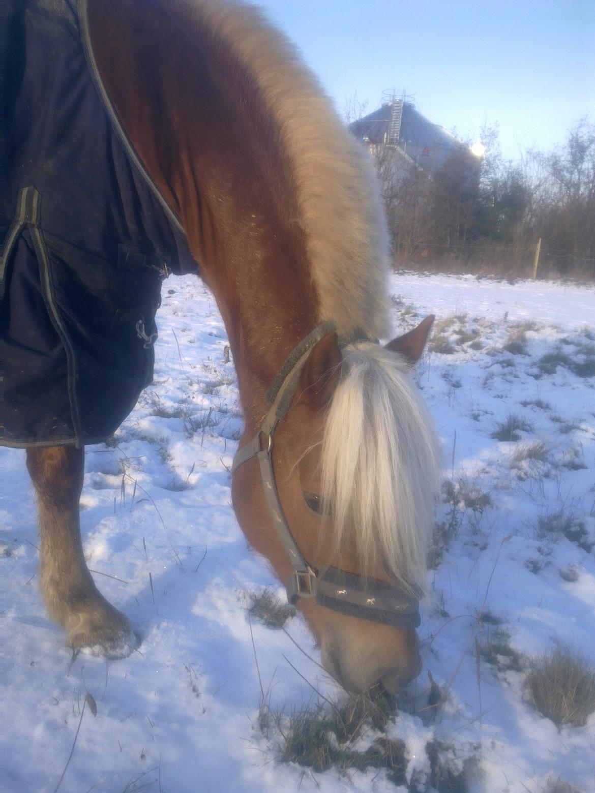 Haflinger Senna Rørmosegård - På fold i kulden..  billede 3
