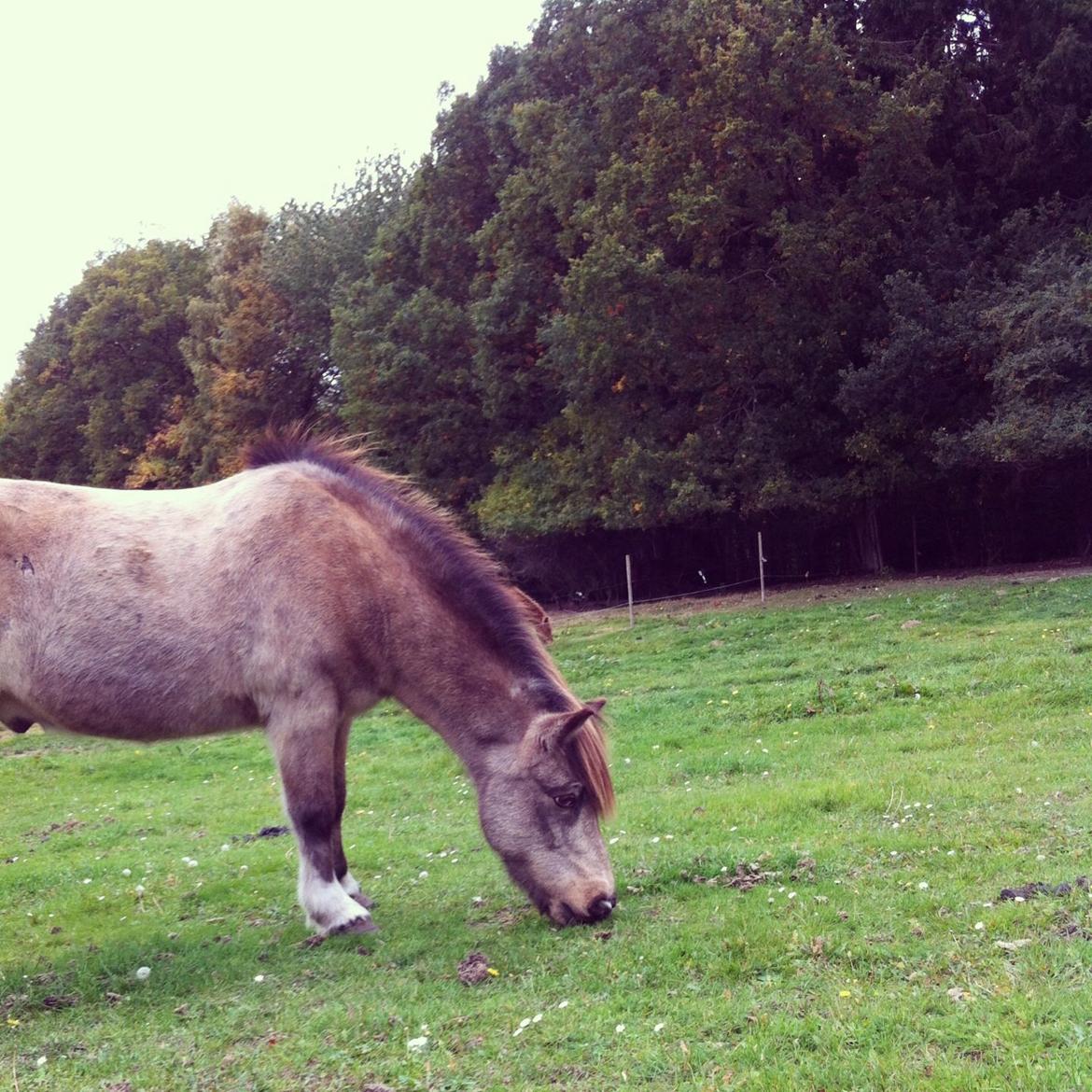 Islænder Blettur fra Tjenergården - Smuk, Smukkere, Smukkest. Det er min ismule <3 billede 5