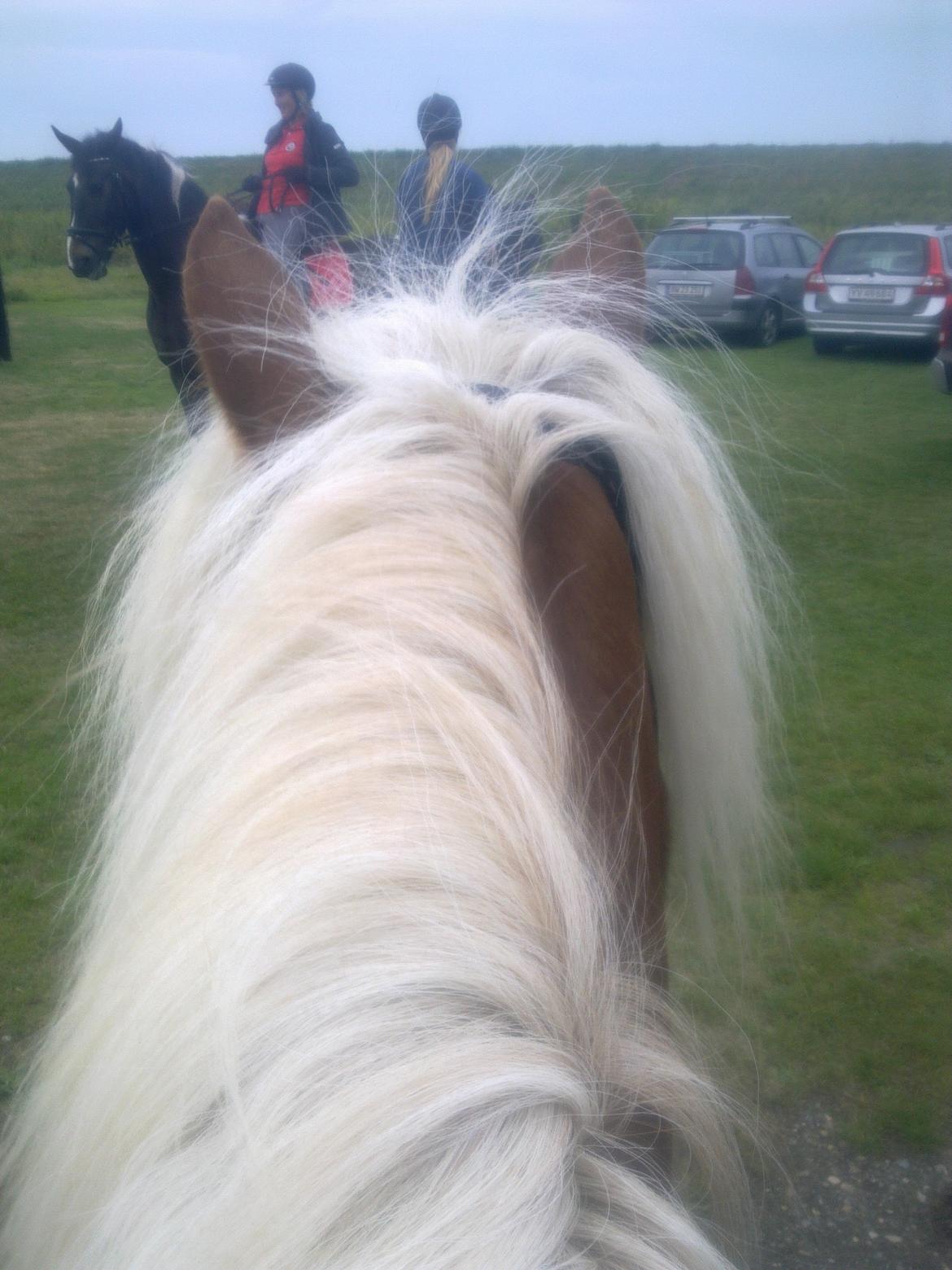 Haflinger Senna Rørmosegård - Her er vi i byen for første gang, det var til en riderute tur.. billede 4