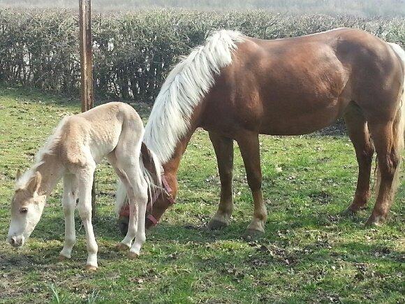 Haflinger Senna Rørmosegård - Mor og barn.. Foto : Natascha S.. billede 5