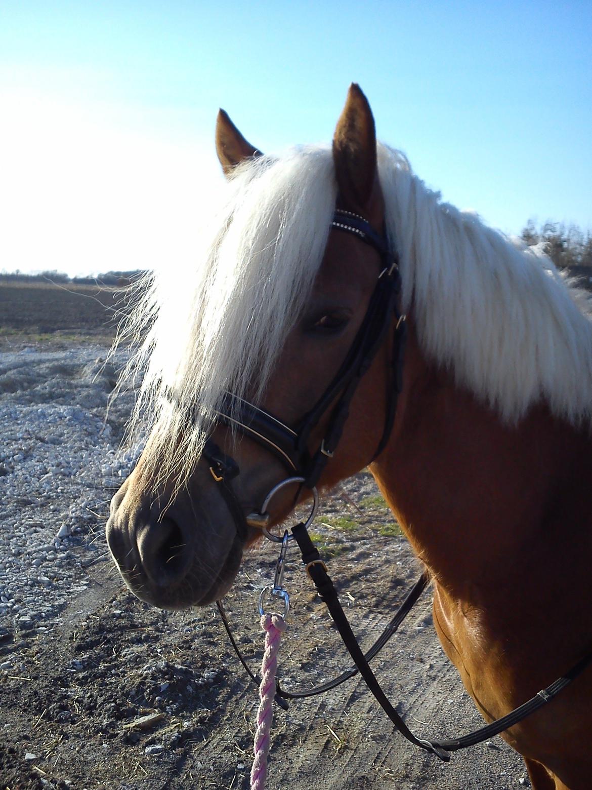 Haflinger Senna Rørmosegård - Det kønne hoved ;) billede 6