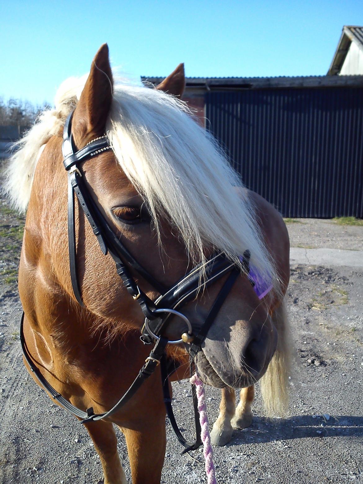 Haflinger Senna Rørmosegård - <3 <3 <3 billede 7
