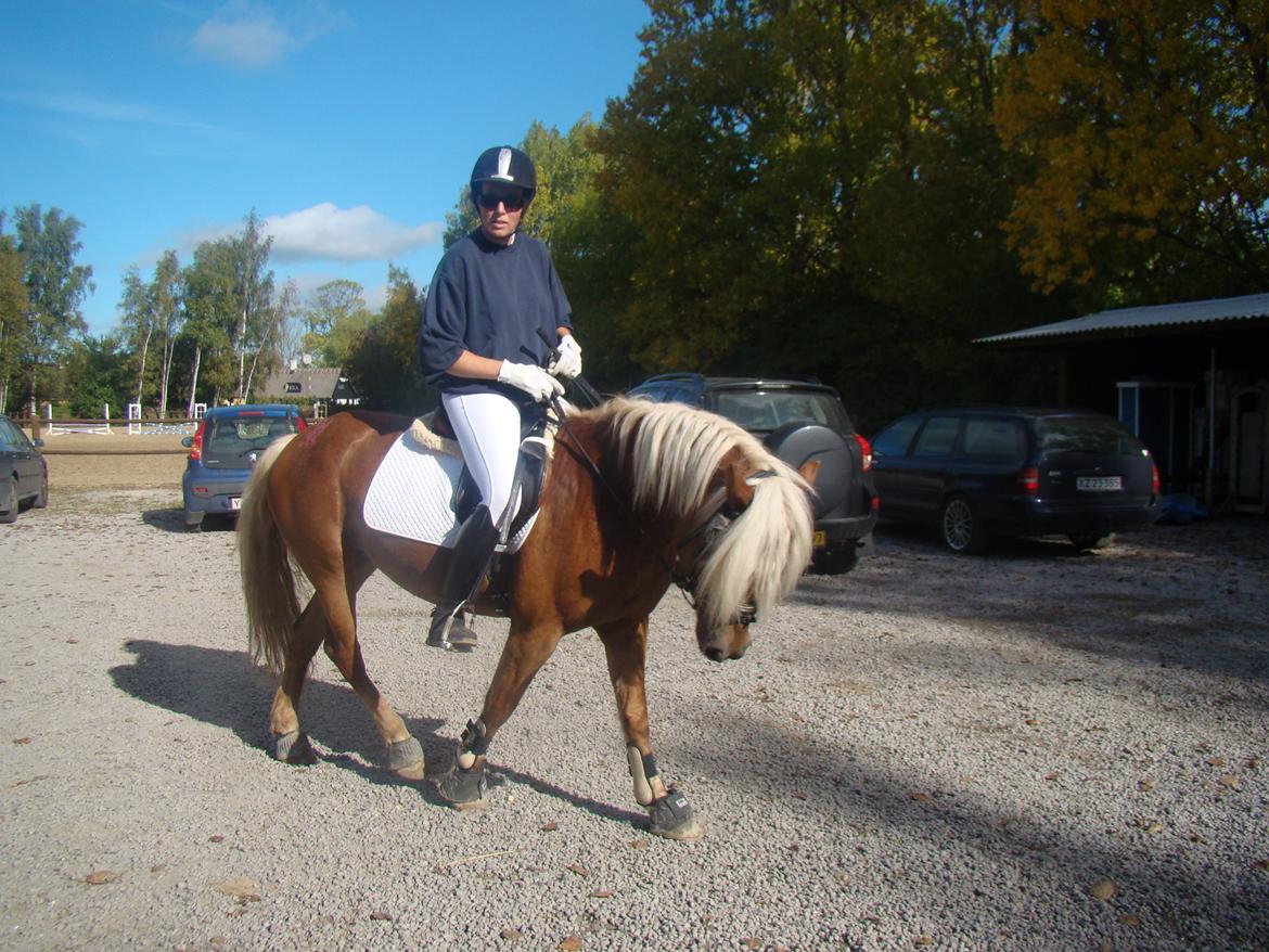 Haflinger Senna Rørmosegård - Stævne d.6.10 hos MLR.. Første springstævne og 4 gang jeg sprang.. billede 9