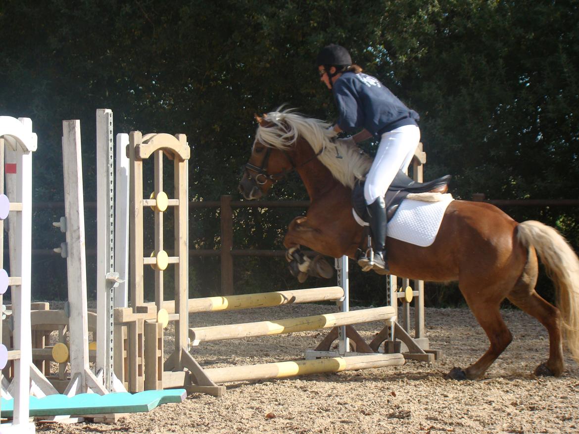 Haflinger Senna Rørmosegård - Hun vil meget gerne ;) billede 10