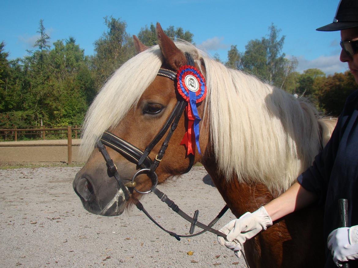 Haflinger Senna Rørmosegård - Første springstævne og så høster vi en roset for fejlfri runde i 40cm.. <3 <3 billede 11