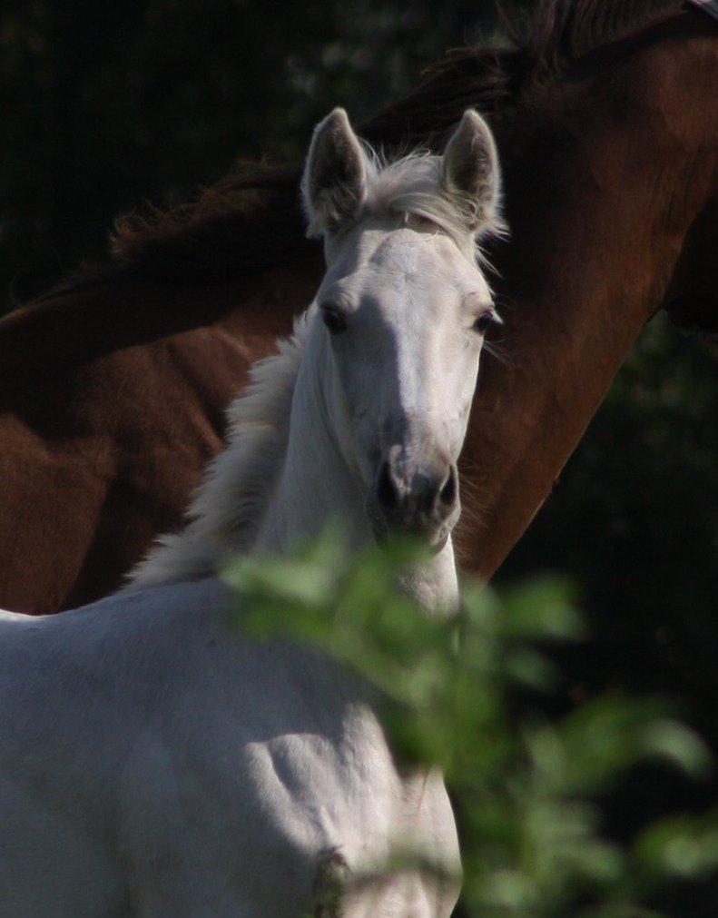 Palomino MiTho`s Diablo Blanco billede 9