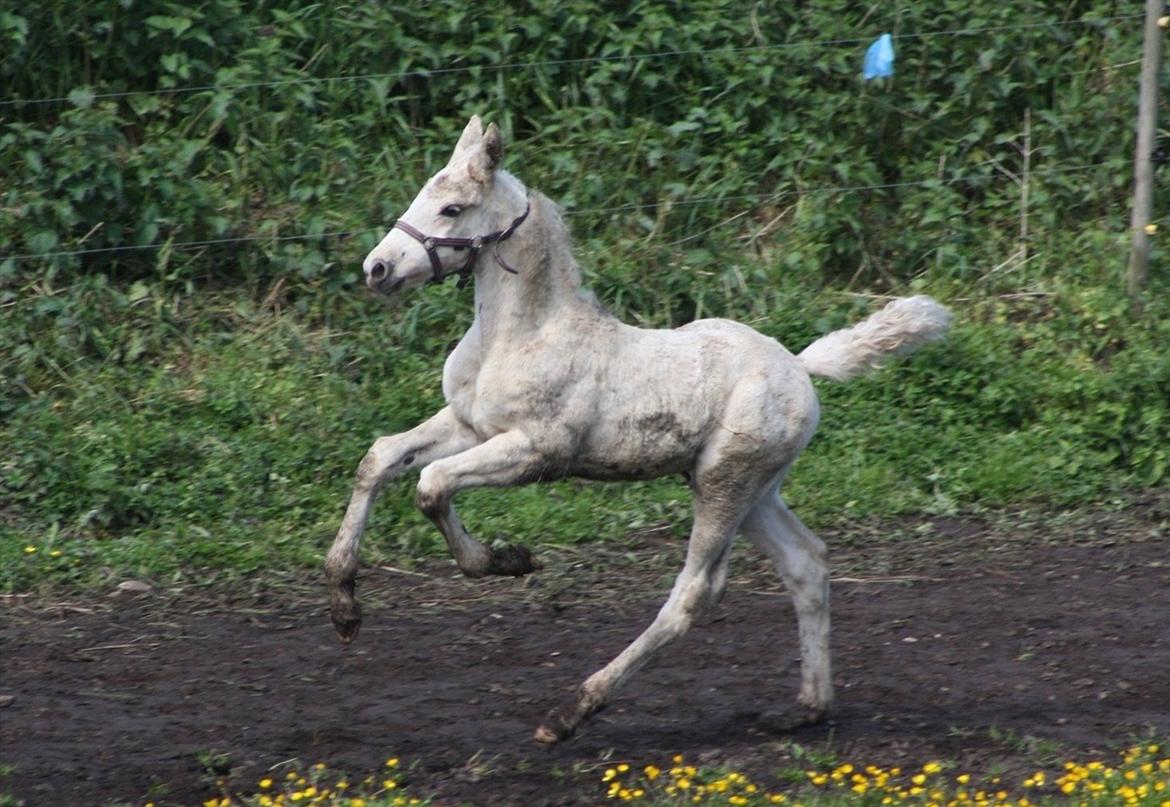 Palomino MiTho`s Diablo Blanco billede 10