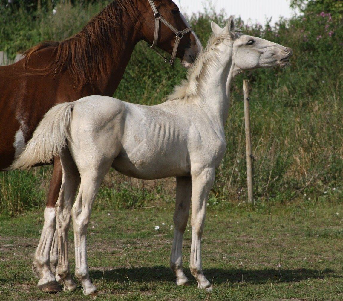 Palomino MiTho`s Diablo Blanco billede 11