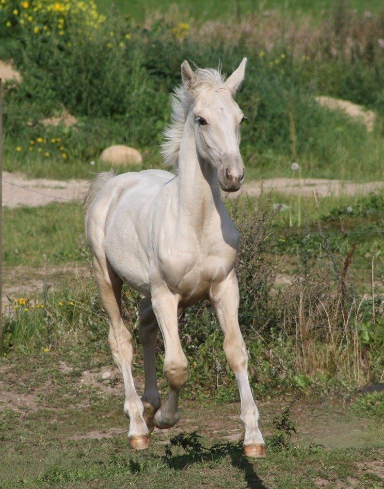 Palomino MiTho`s Diablo Blanco billede 12