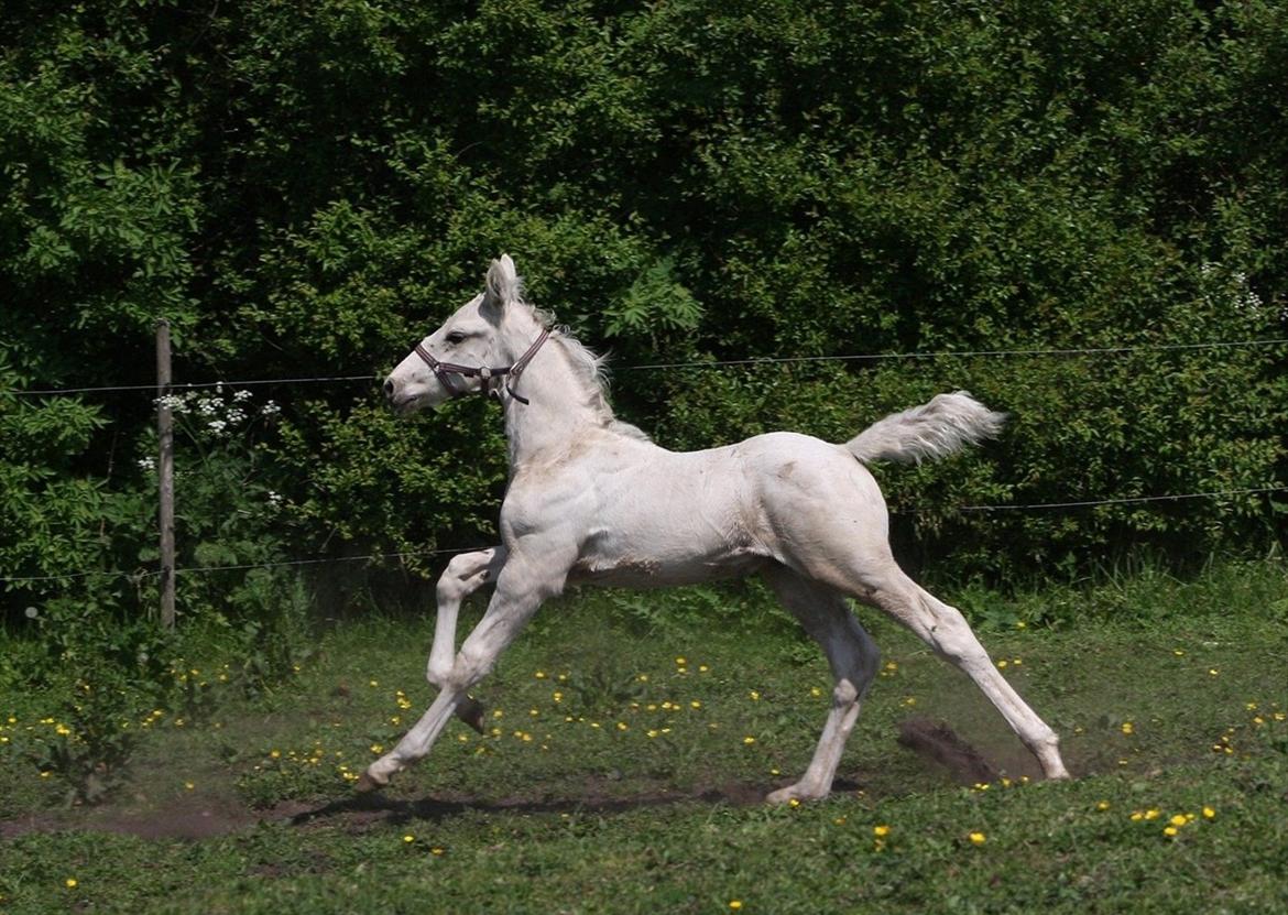 Palomino MiTho`s Diablo Blanco billede 13