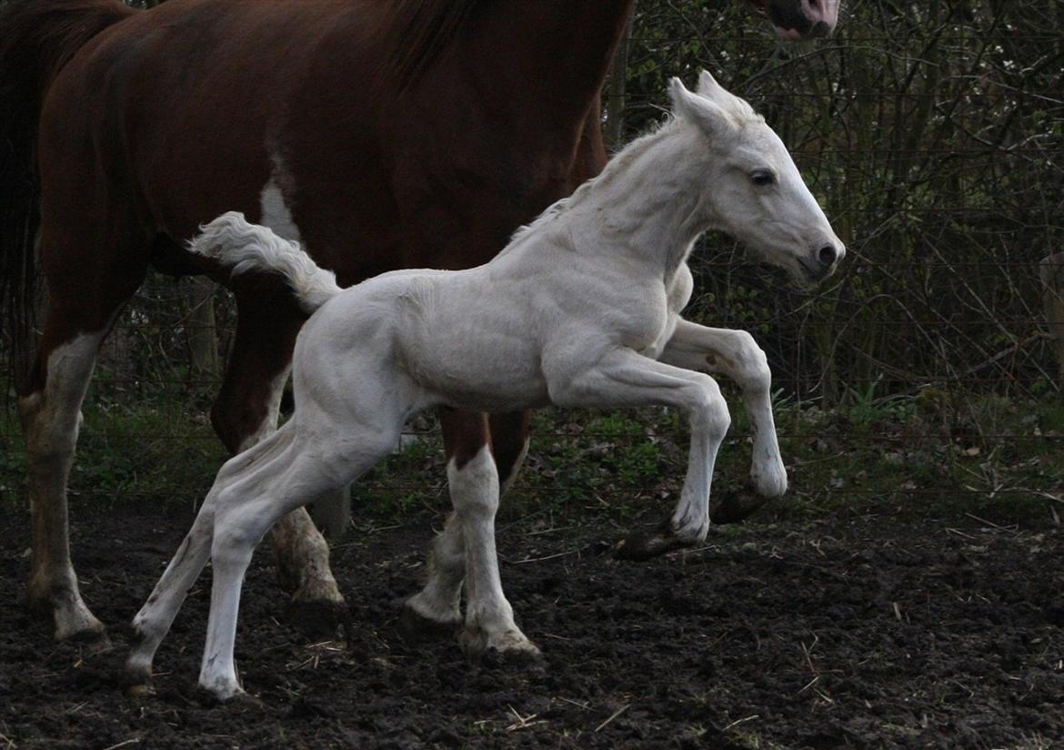 Palomino MiTho`s Diablo Blanco billede 14