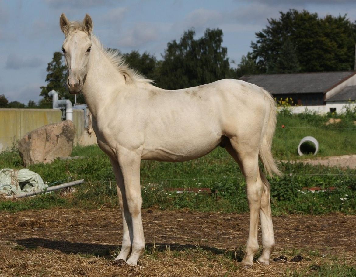 Palomino MiTho`s Diablo Blanco billede 15