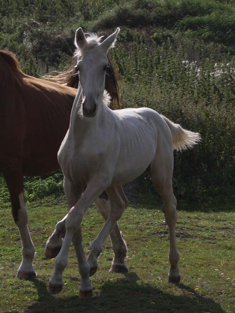 Palomino MiTho`s Diablo Blanco billede 16