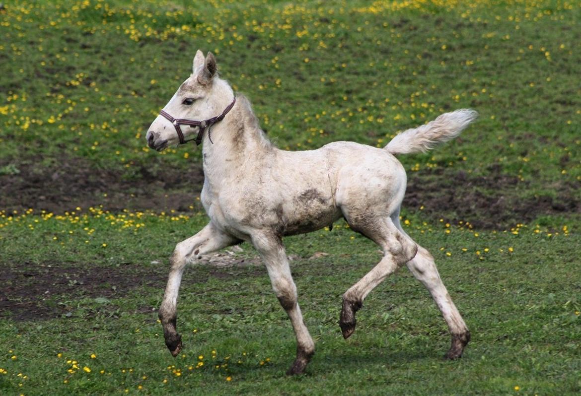Palomino MiTho`s Diablo Blanco billede 18