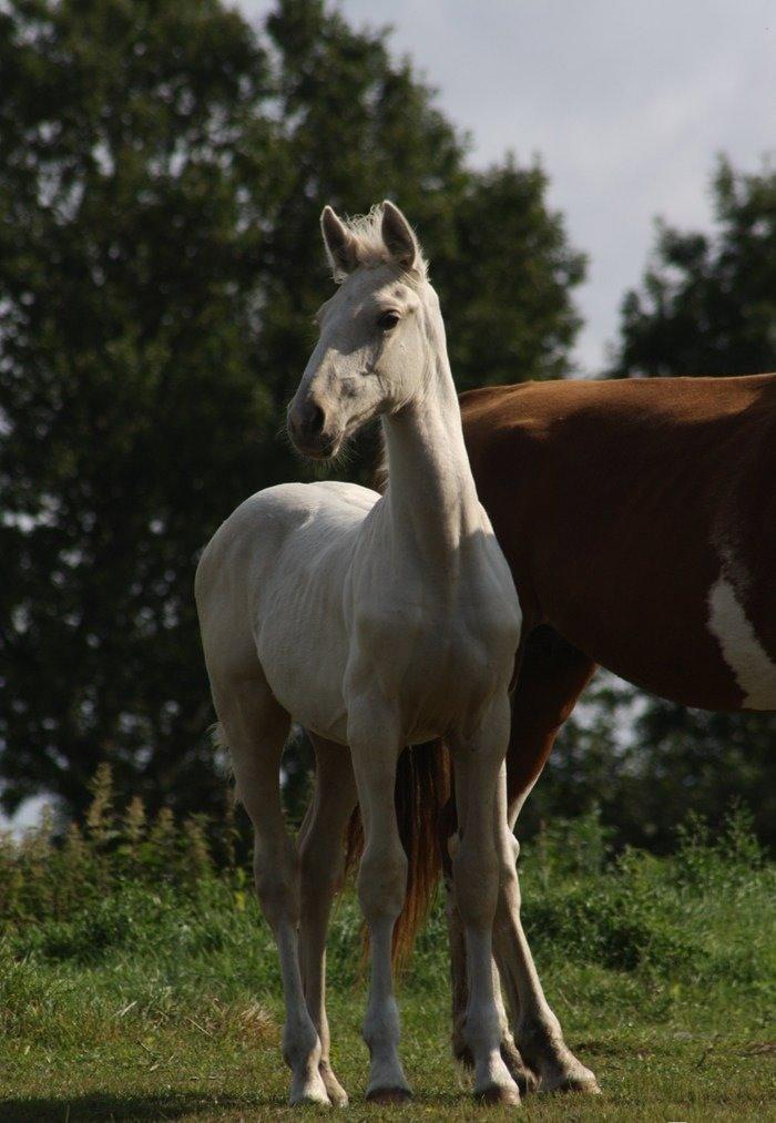 Palomino MiTho`s Diablo Blanco billede 17