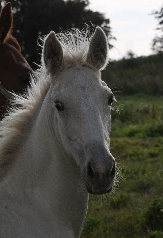 Palomino MiTho`s Diablo Blanco billede 19