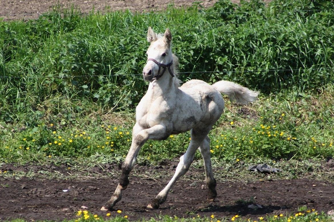 Palomino MiTho`s Diablo Blanco billede 20